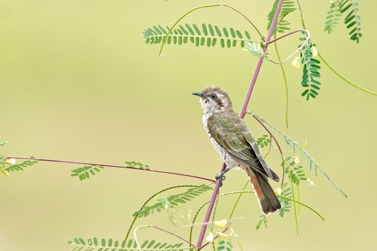 Horsfield's Bronze-Cuckoo - ML172145661