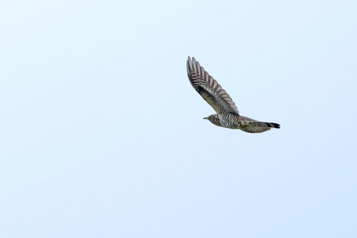 Coucou à ailes courtes - ML172145821