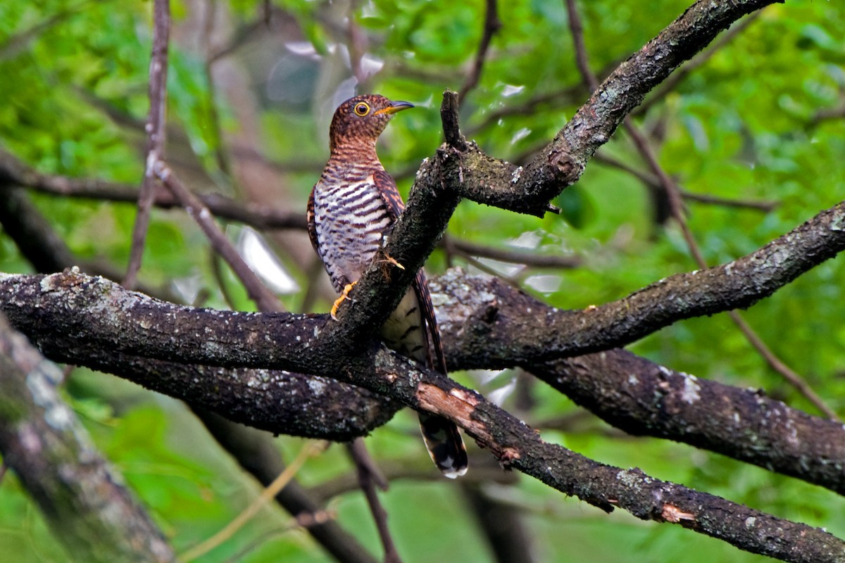 Himalayan Cuckoo - ML172146121