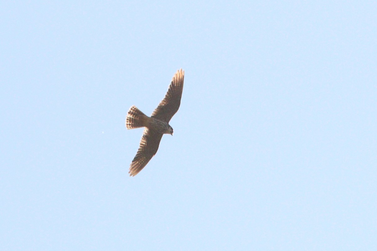 Peregrine Falcon - ML172146221