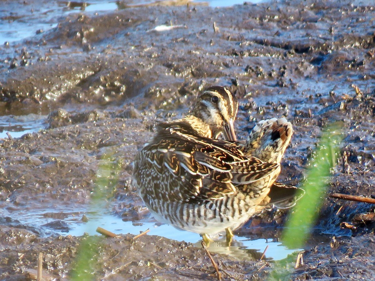 bekasina severoamerická - ML172147011