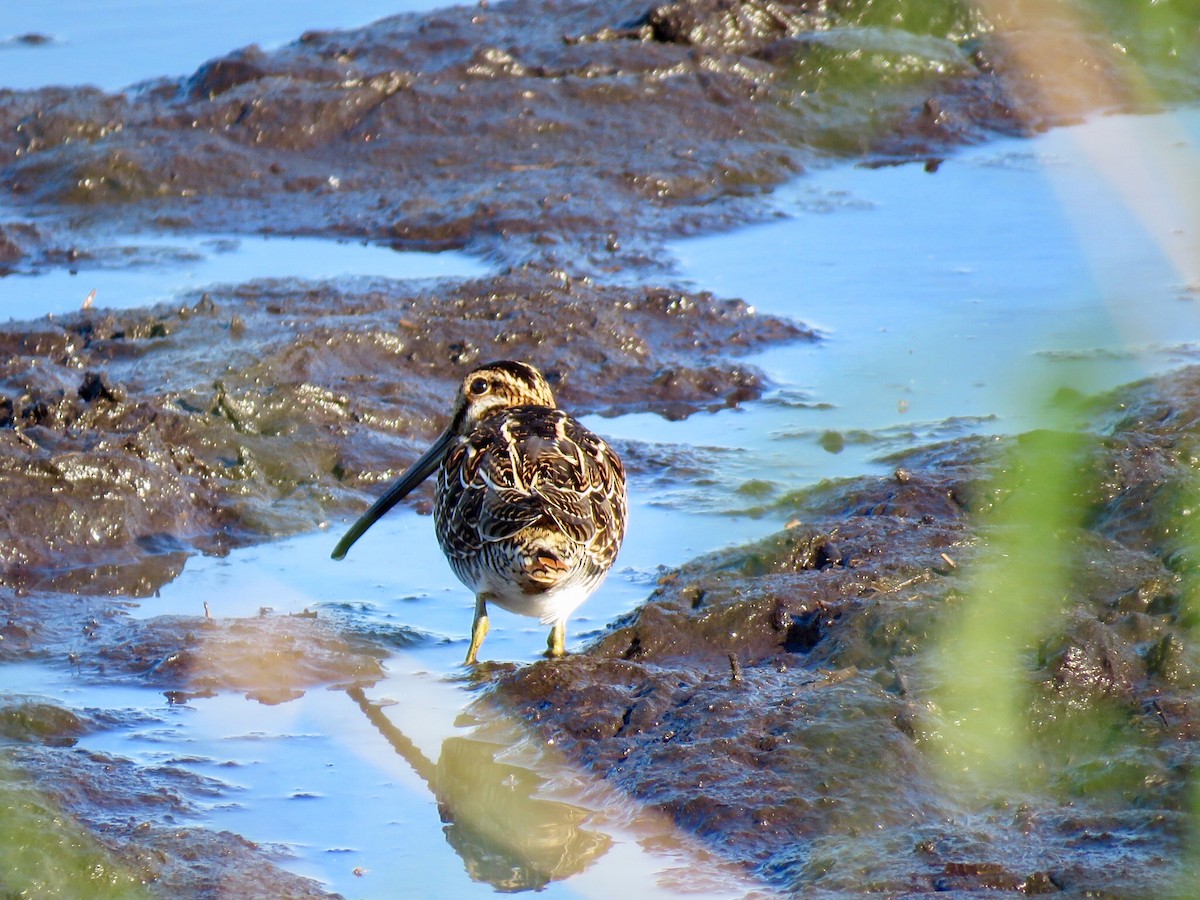 Wilson's Snipe - ML172147031