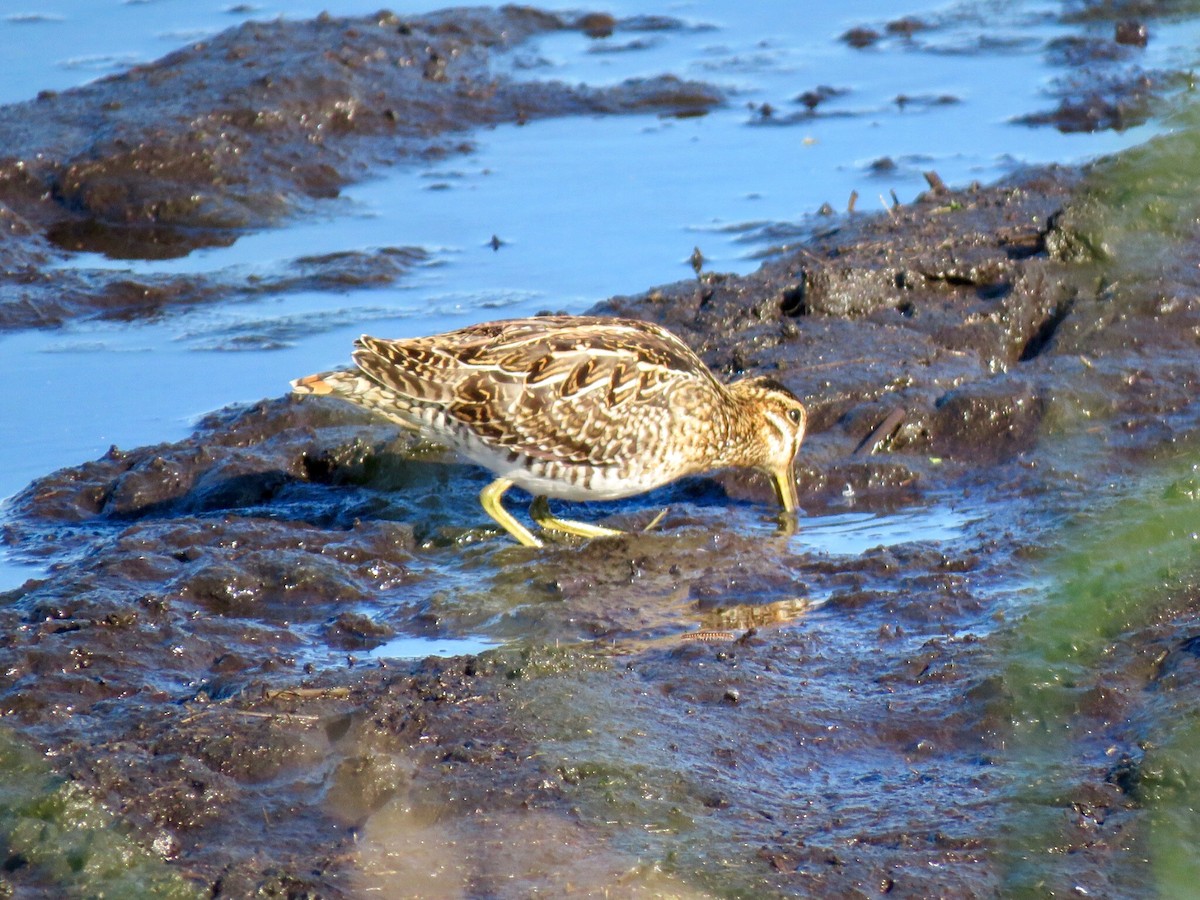 Wilson's Snipe - Kathleen Ashman