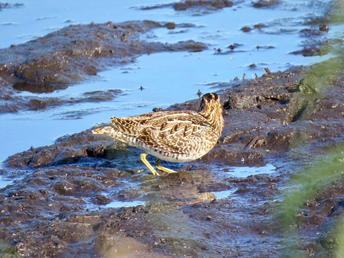 bekasina severoamerická - ML172147051