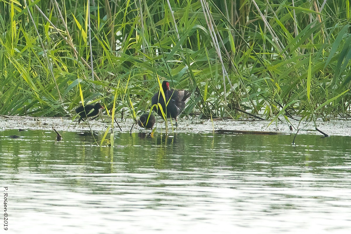 Common Gallinule - ML172147121