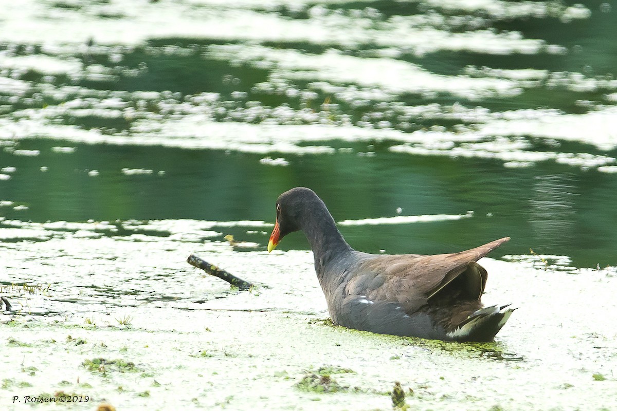 Common Gallinule - ML172147131