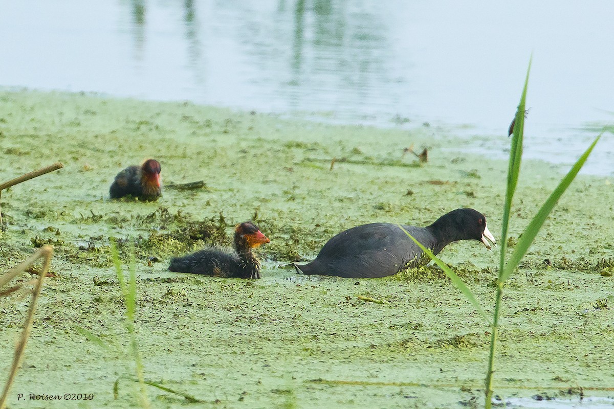 American Coot - ML172148021