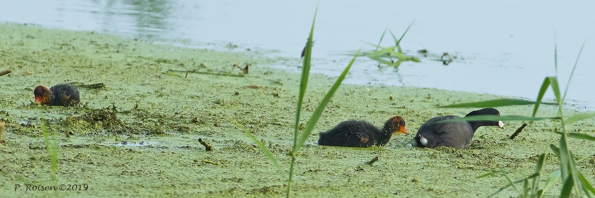 American Coot - ML172148031