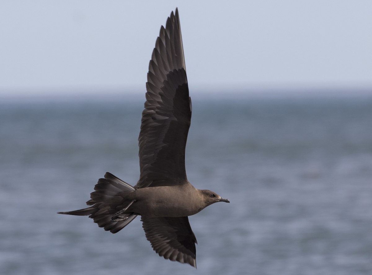 Parasitic Jaeger - ML172148171