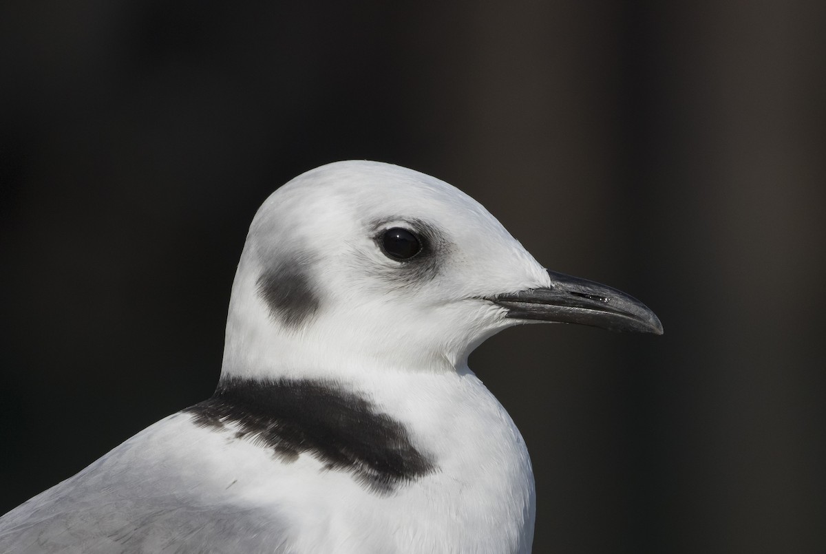 Black-legged Kittiwake - ML172151141