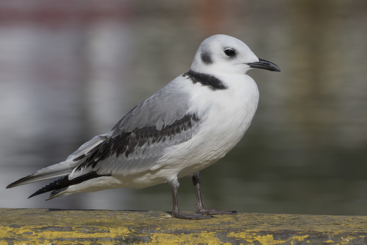 Black-legged Kittiwake - ML172151191