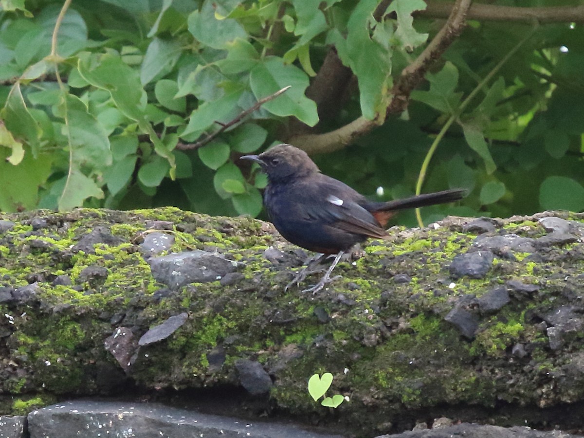 Indian Robin - ML172151451