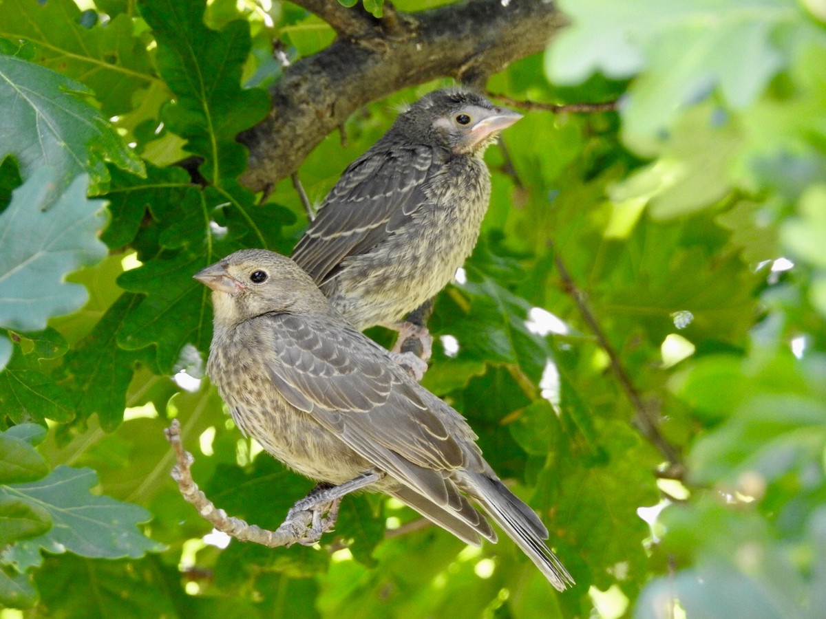 Brown-headed Cowbird - ML172151661