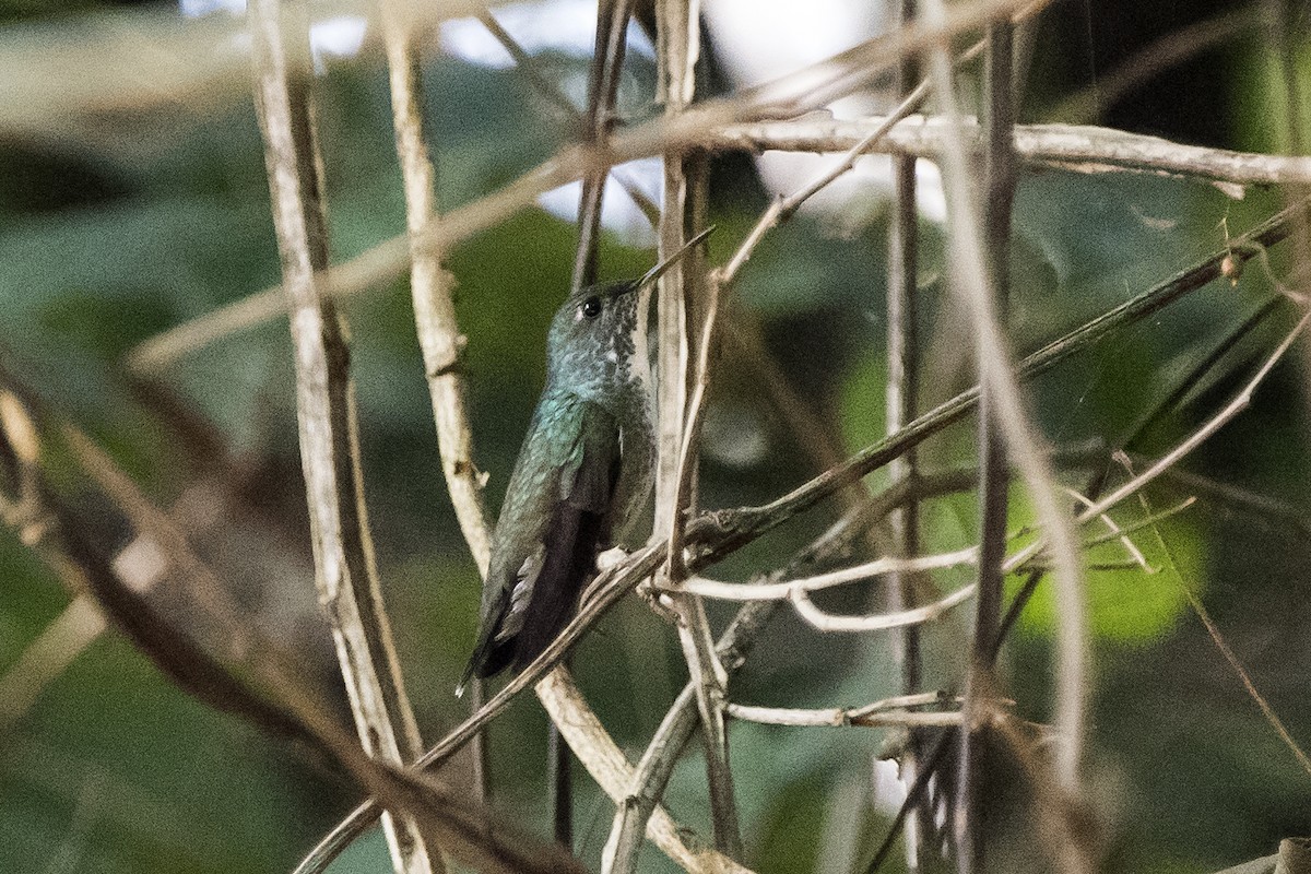 kolibřík pestrý - ML172151711