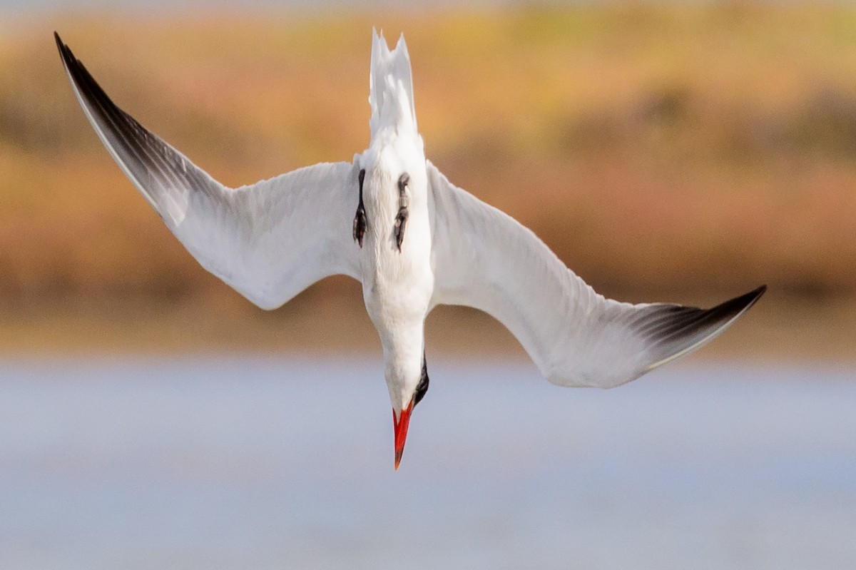Caspian Tern - Andy Butler