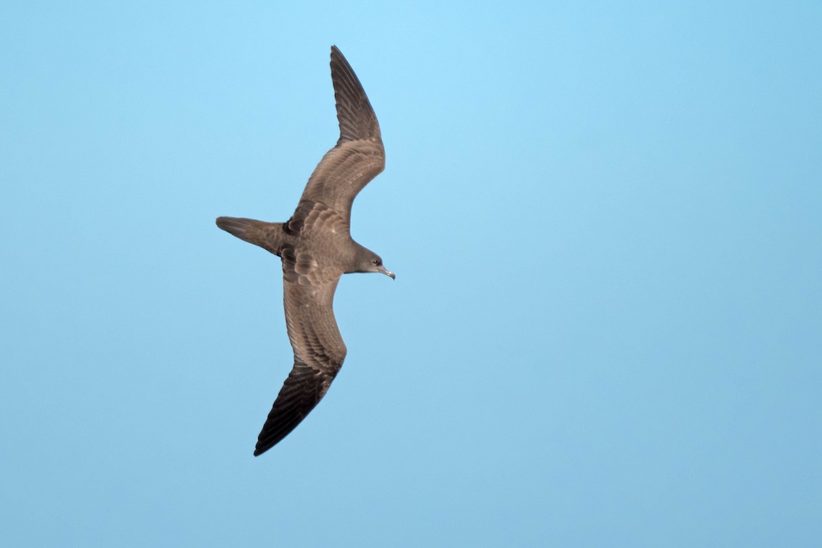 Wedge-tailed Shearwater - Terence Alexander