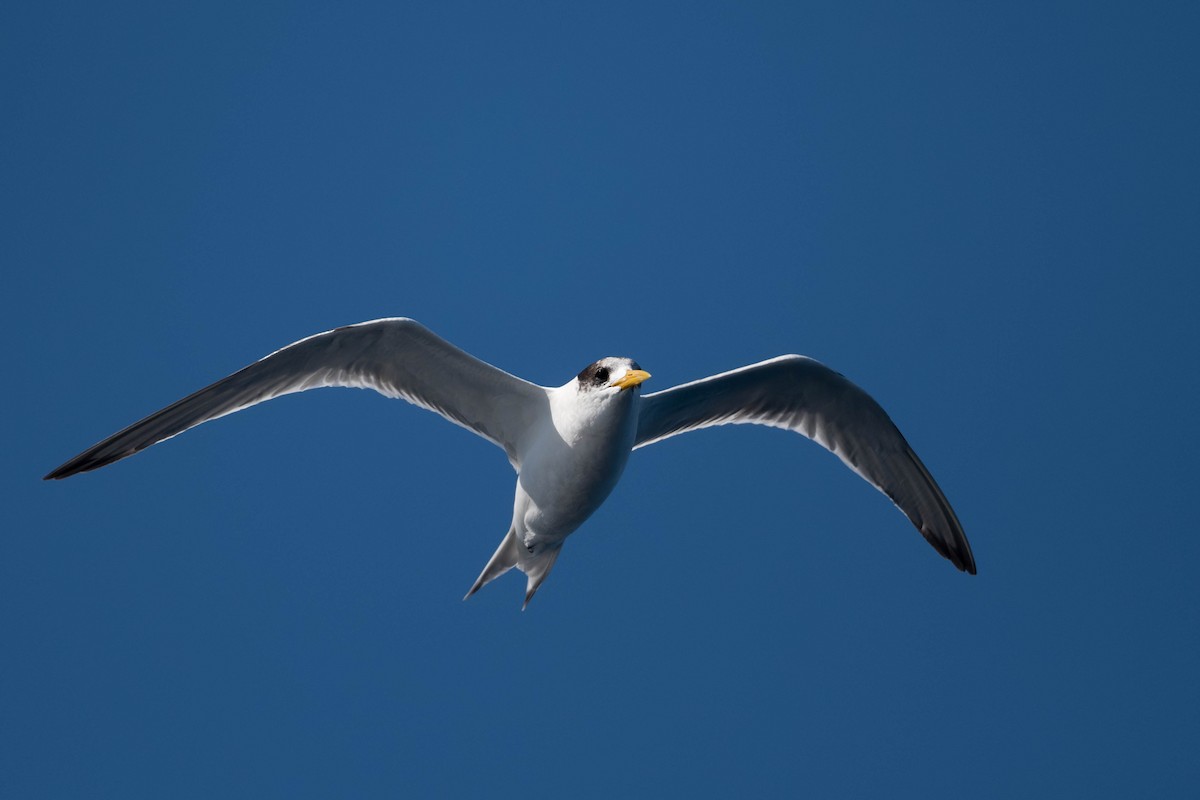 Great Crested Tern - Terence Alexander