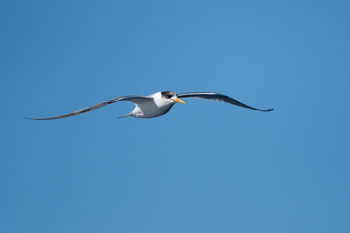 Great Crested Tern - Terence Alexander