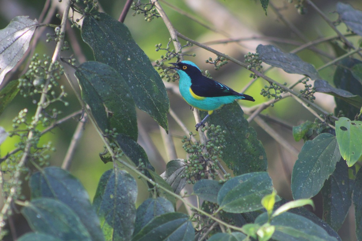 Black-faced Dacnis - ML172157841