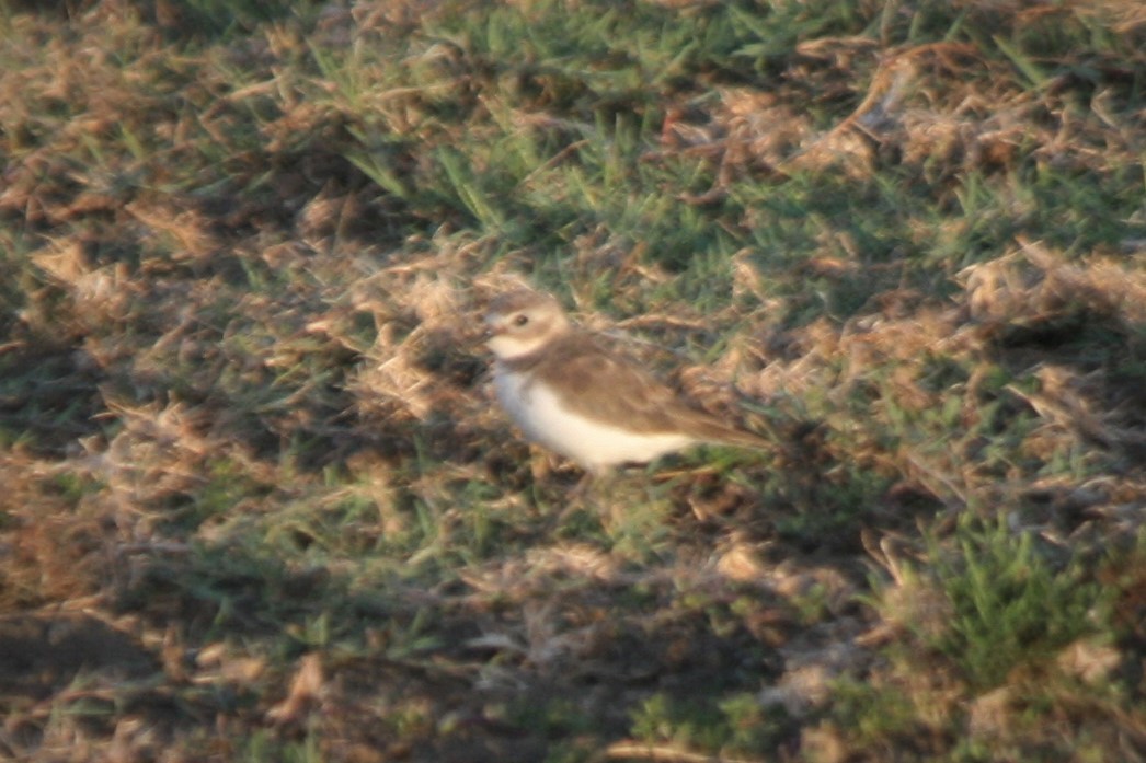 Double-banded Plover - ML172158801