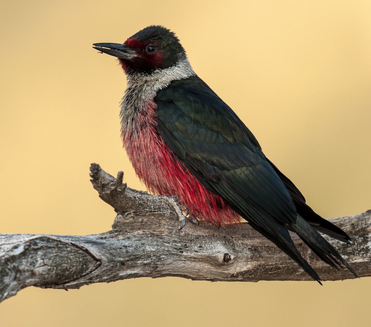 Lewis's Woodpecker - Ian Routley