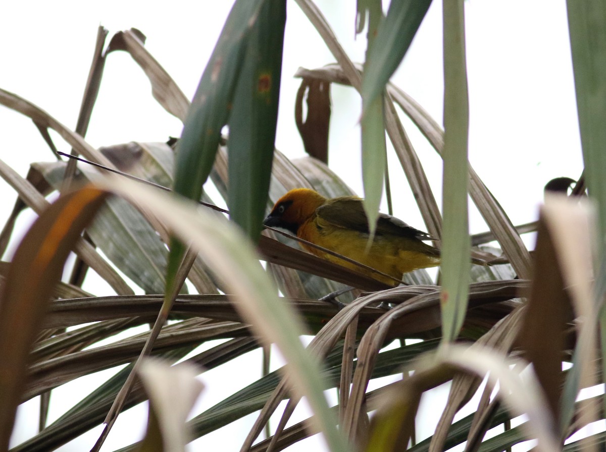 Olive-naped Weaver - ML172159191