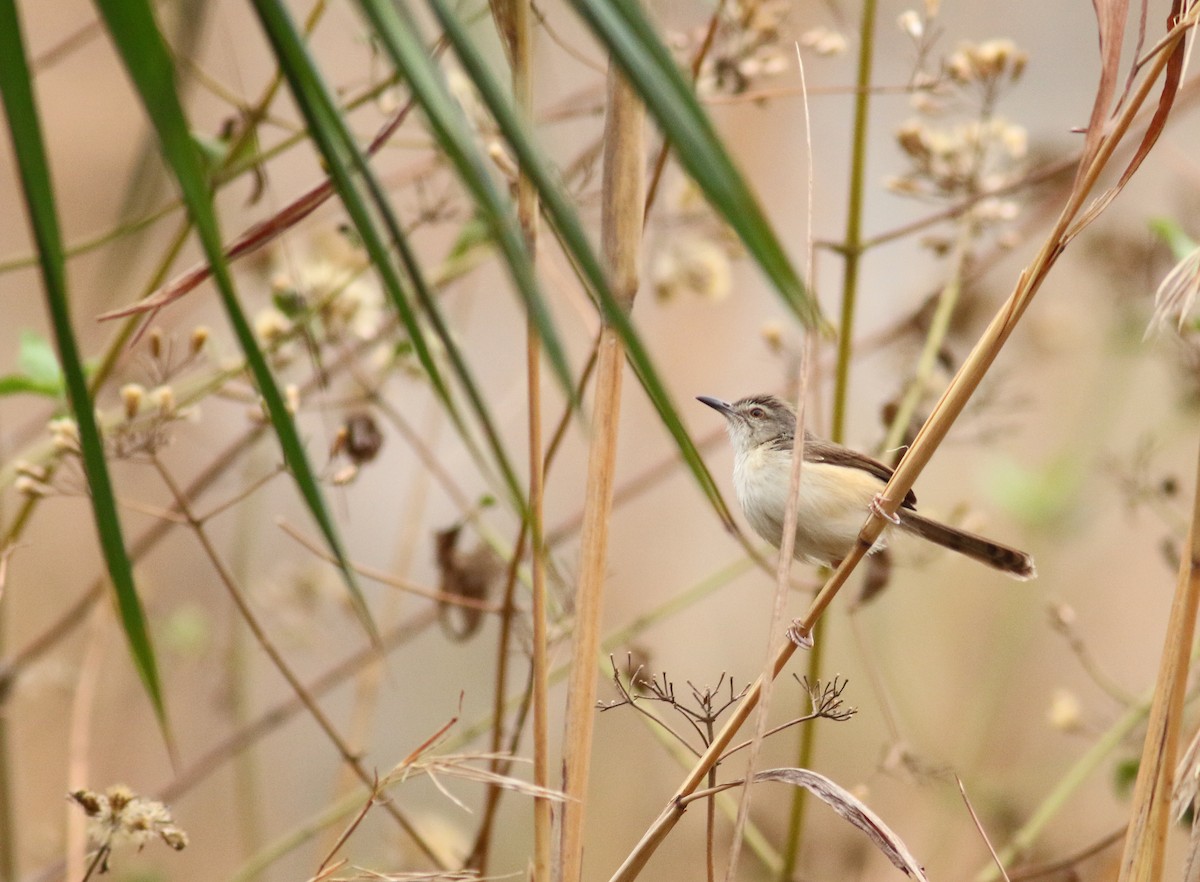 Prinia Modesta - ML172159371