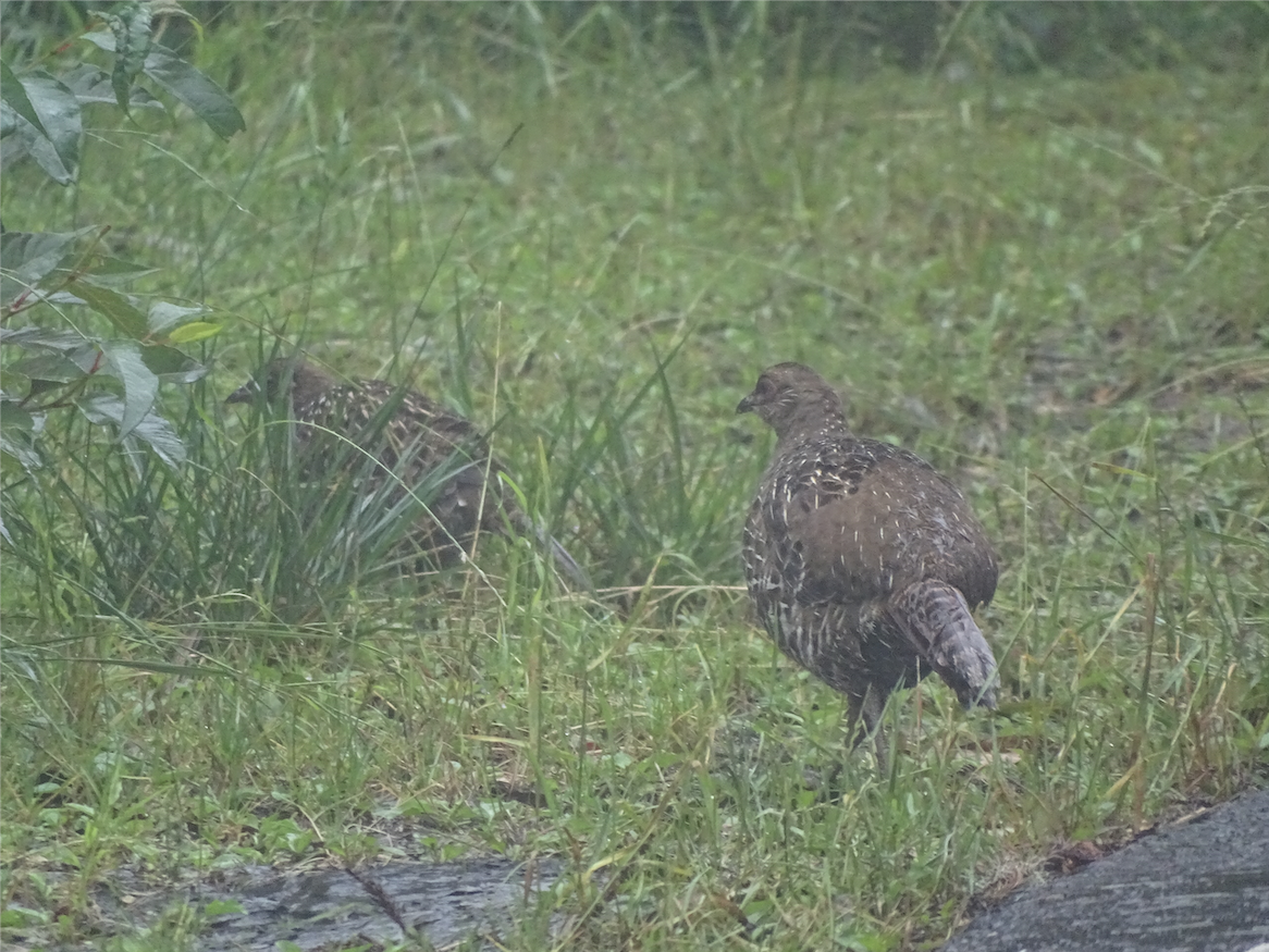 Mikado Pheasant - ML172159511