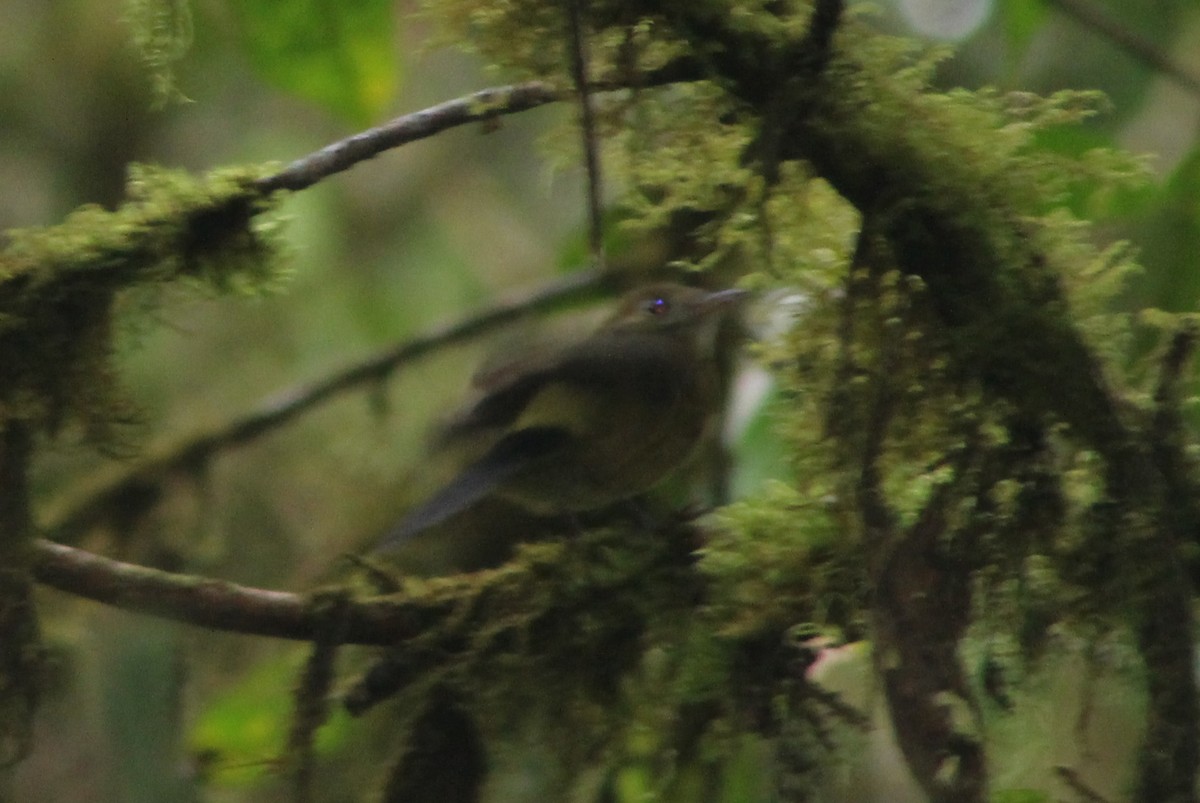 Sulphur-rumped Flycatcher - ML172160741