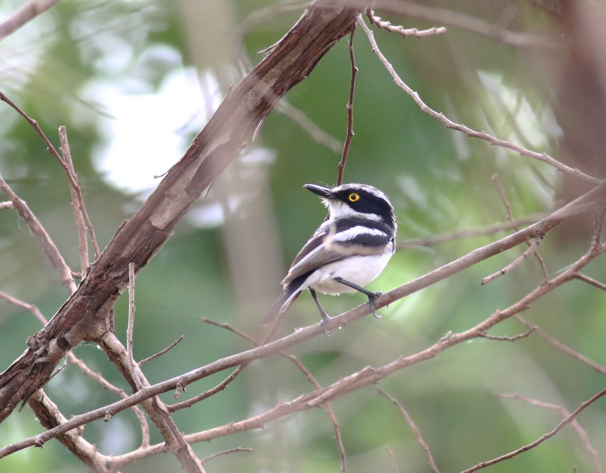 Senegal Batis - Daniel Branch