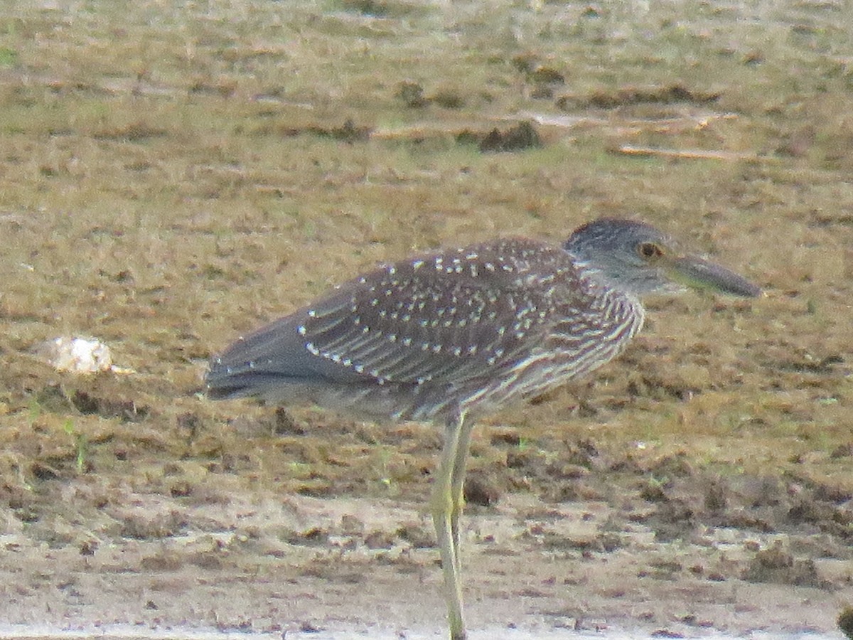 Yellow-crowned Night Heron - ML172163831