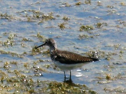 Solitary Sandpiper - ML172163881