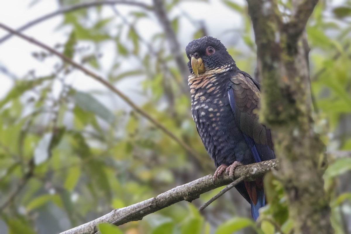 Bronze-winged Parrot - ML172164711