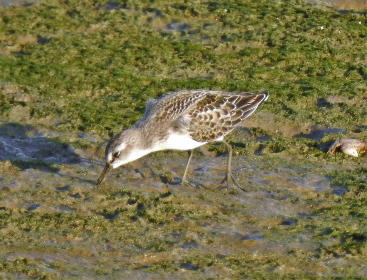 Semipalmated Sandpiper - David True