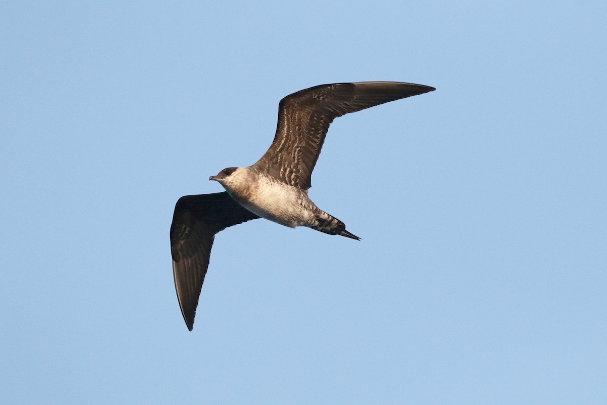 Long-tailed Jaeger - Ken McKenna