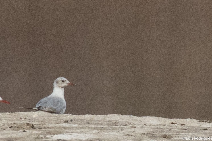 Gray-hooded Gull - ML172170831