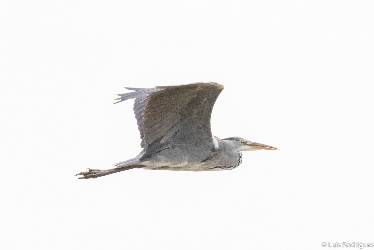 Gray Heron - ML172170891