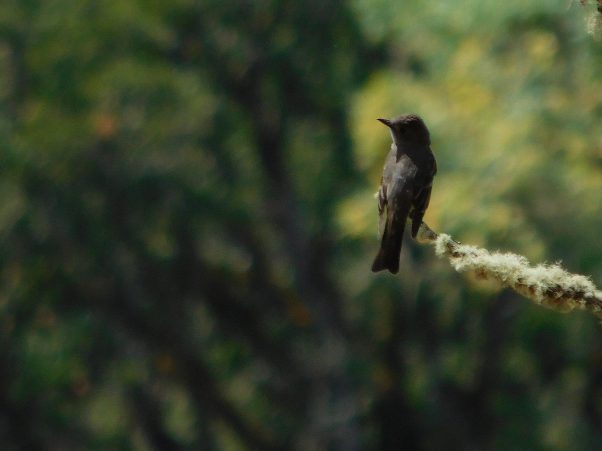 Western Wood-Pewee - ML172171361