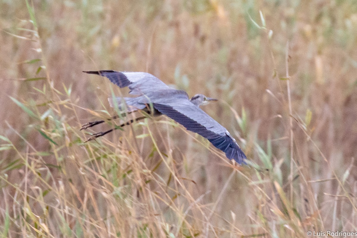 Gray Heron - ML172171461