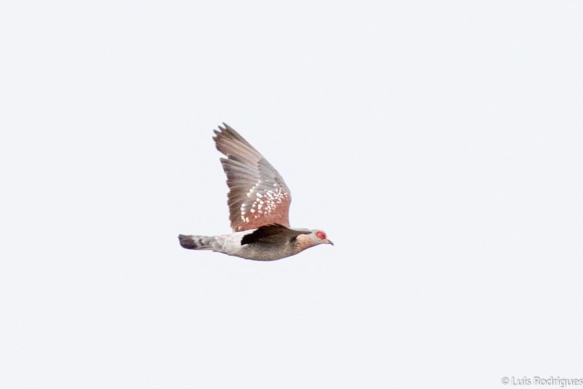 Pigeon roussard - ML172173311