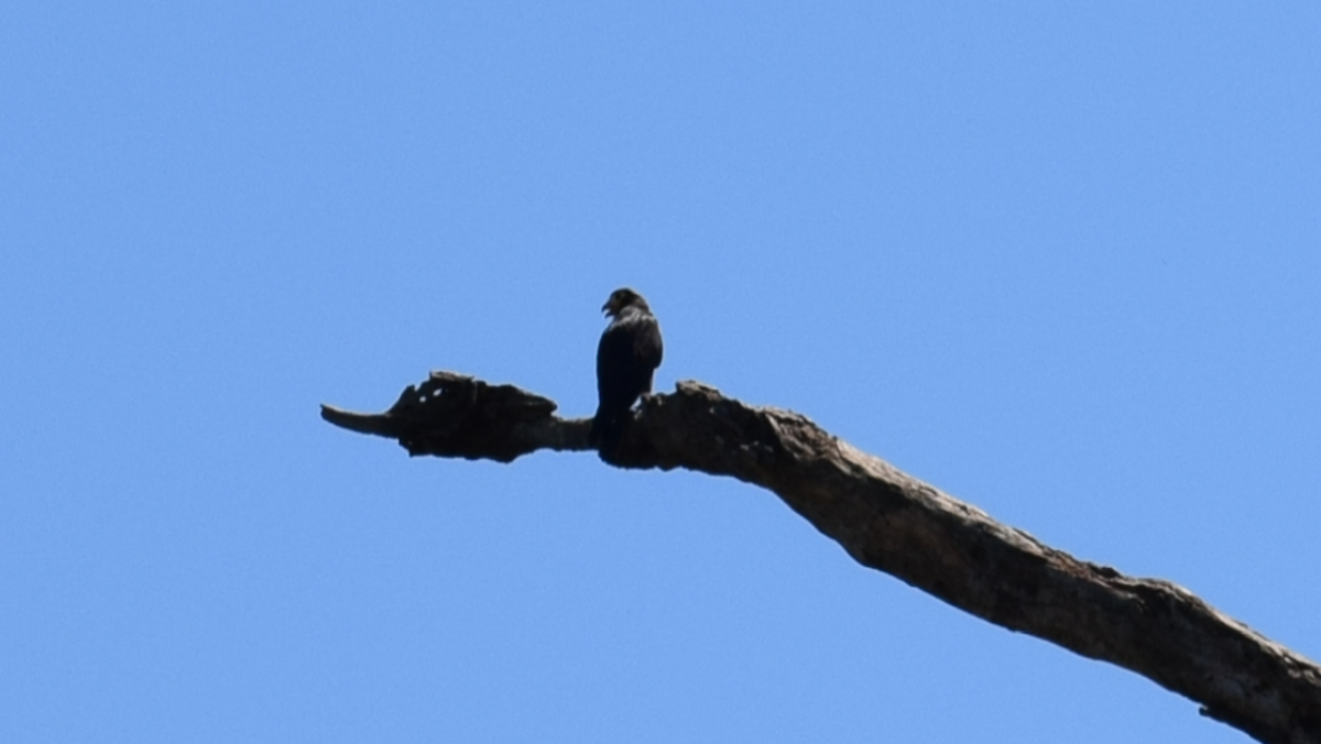 Slender-billed Kite - ML172173421