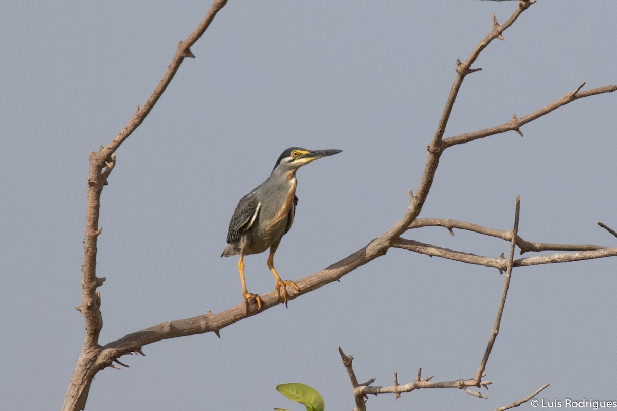 Striated Heron - ML172173771