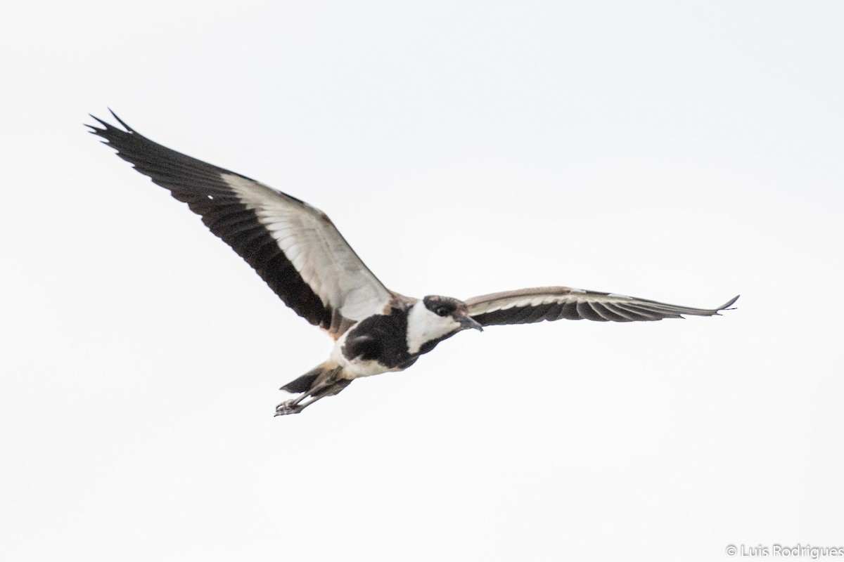 Spur-winged Lapwing - Luis Rodrigues