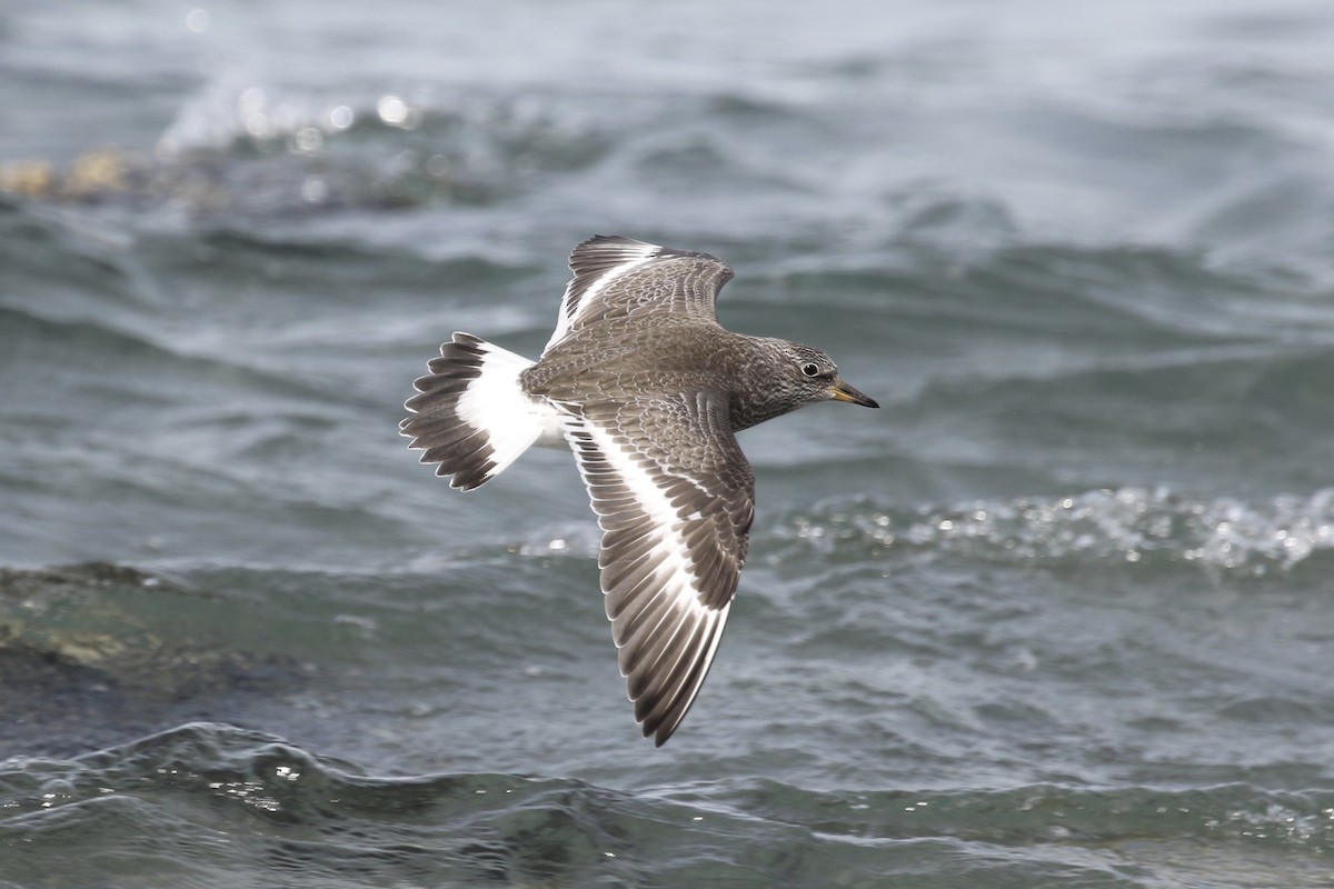 Surfbird - Russ Morgan