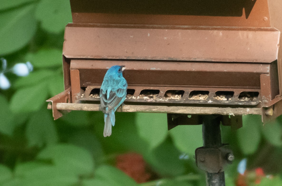 Indigo Bunting - ML172175061