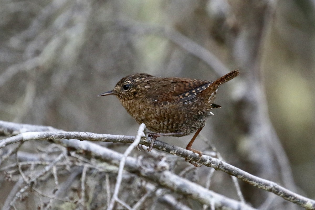 Pacific Wren - Russ Morgan