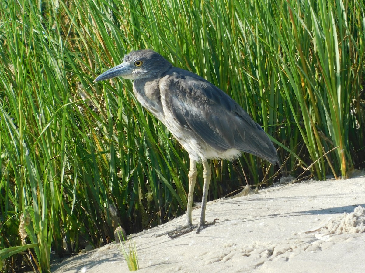 Yellow-crowned Night Heron - ML172176671