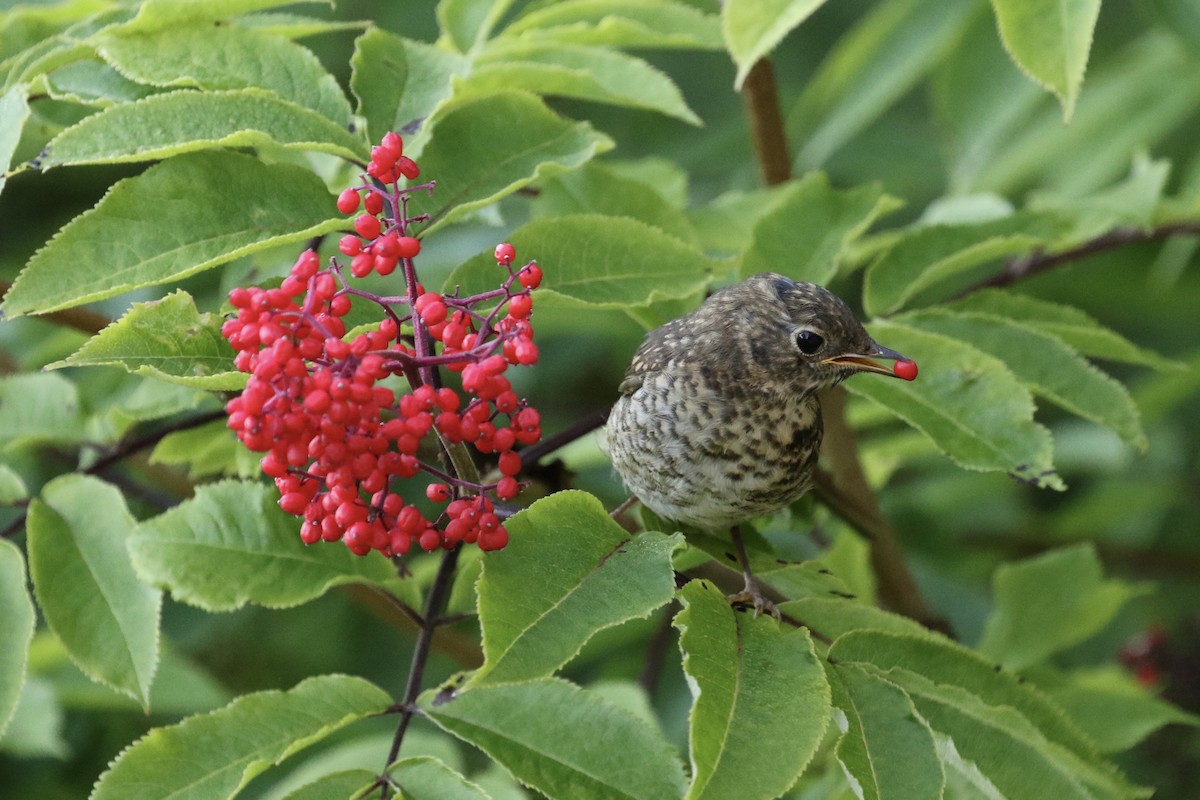 Hermit Thrush - Russ Morgan