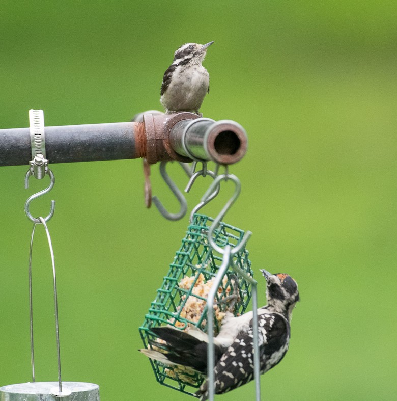 Downy Woodpecker - ML172177171