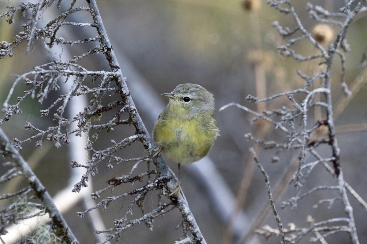 Orange-crowned Warbler - Russ Morgan